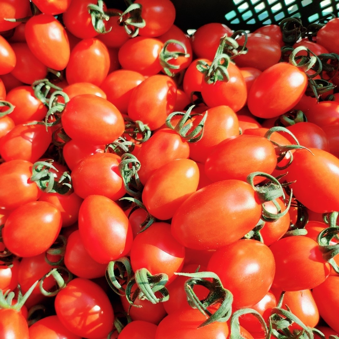 당일수확 대추방울토마토 1kg, 1개