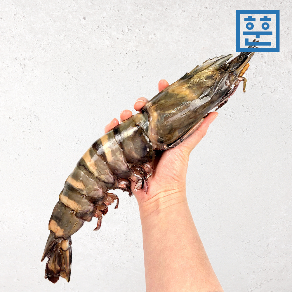 블랙타이거새우 1마리 대왕 킹타이거새우 40cm