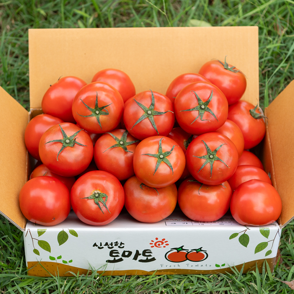 완숙 토마토 5kg 찰토마토 주스용 쥬스용