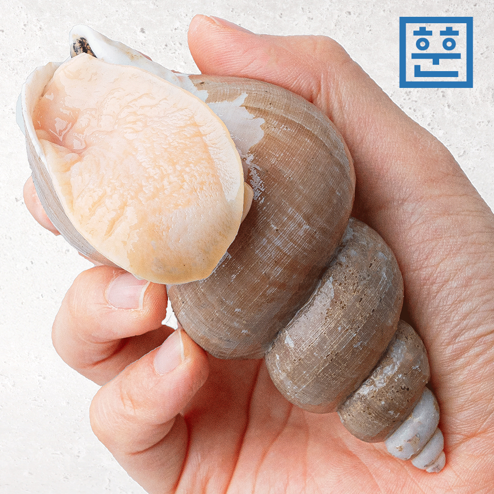 동해안 백골뱅이 1kg 자연산 백고동 제철 골뱅이