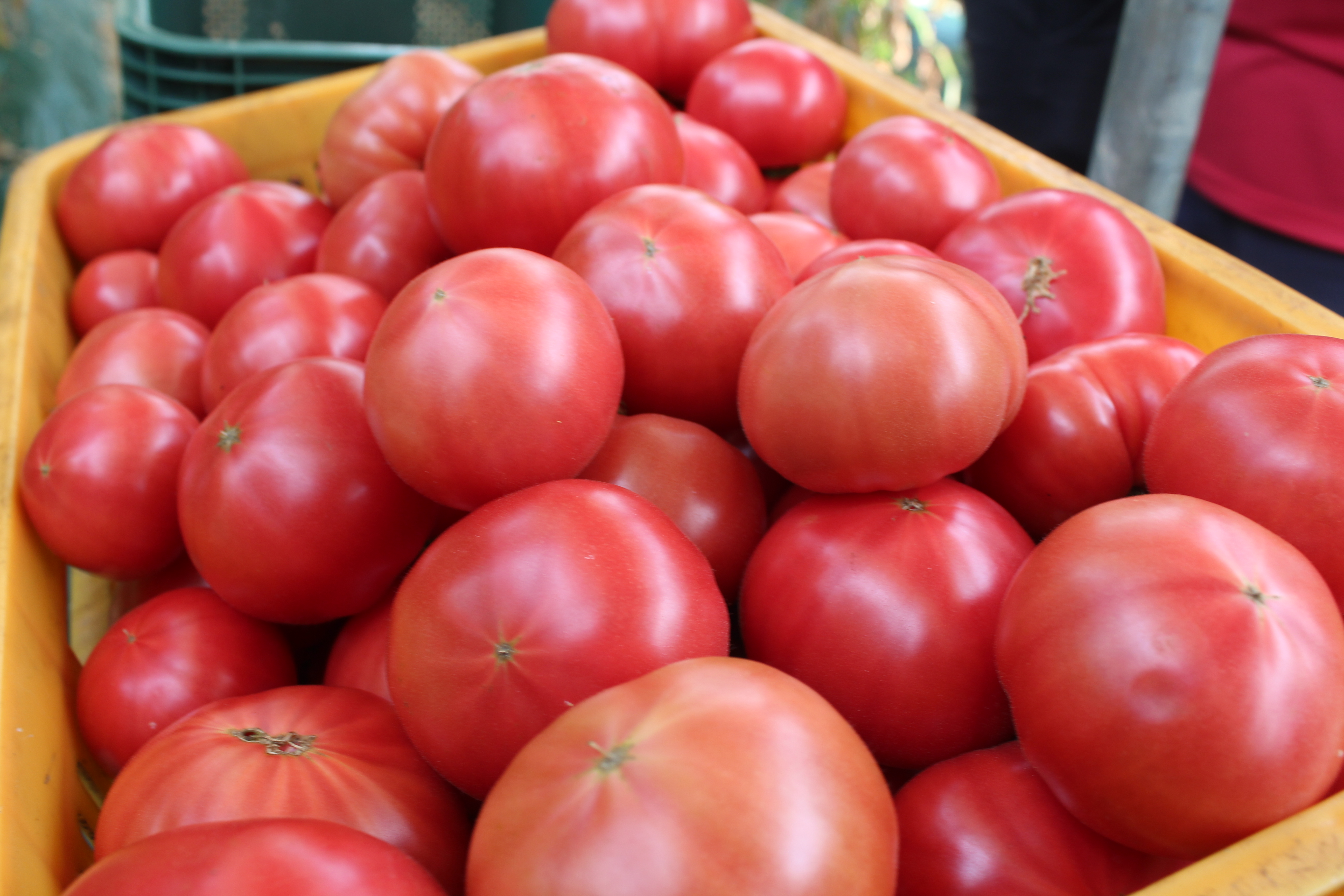 신선마켓 완숙 토마토 2kg, 1개 - 상세 이미지 3