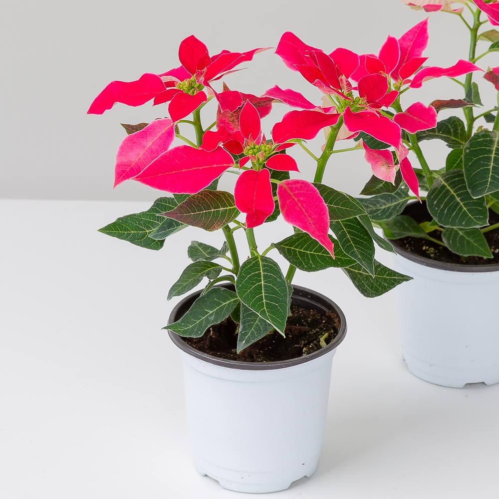 핑크 포인세티아 키우기 크리스마스화분 겨울꽃 인테리어식물 거실화분