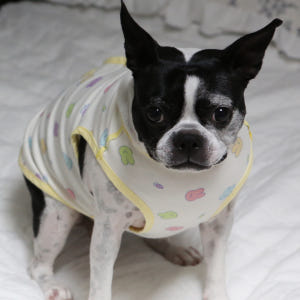 대형견옷 오가닉양면나시 강아지옷 실내복  젤리가족3xl 솔직 후기 | 실제 사용자 리뷰 총정리 - 상품 이미지 3