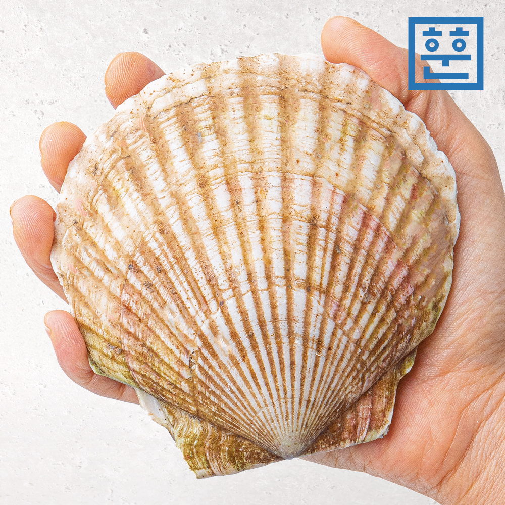 훈훈수산 참 가리비 특대 1kg