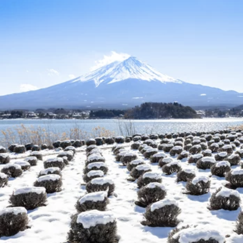 도쿄 후지산 포토스팟 가와구치코 오이시&센겐 공원&오시노 핫카이&로손 편의점 1일 버스투어