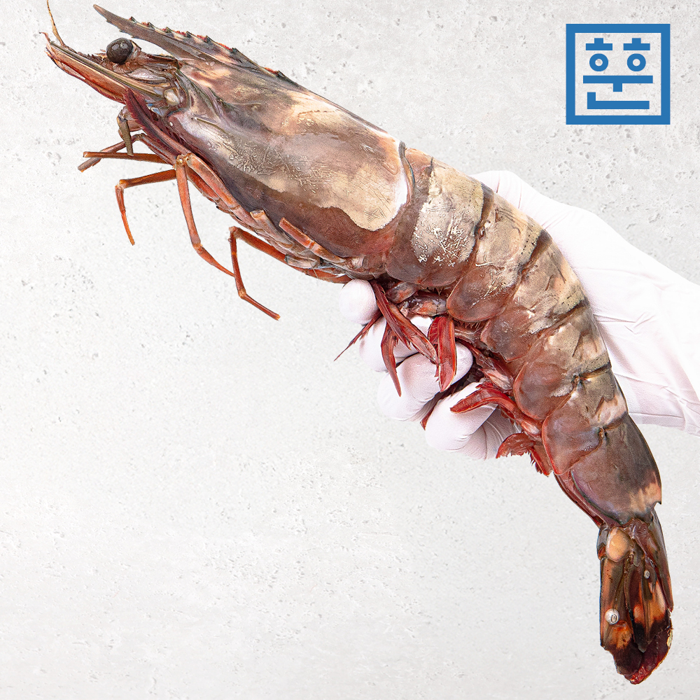 킹 블랙타이거새우 1마리 (킹타이거새우)