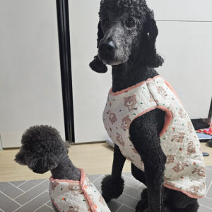 대형견옷 오가닉양면나시 강아지옷 실내복  젤리가족3xl 솔직 후기 | 실제 사용자 리뷰 총정리 - 상품 이미지 2