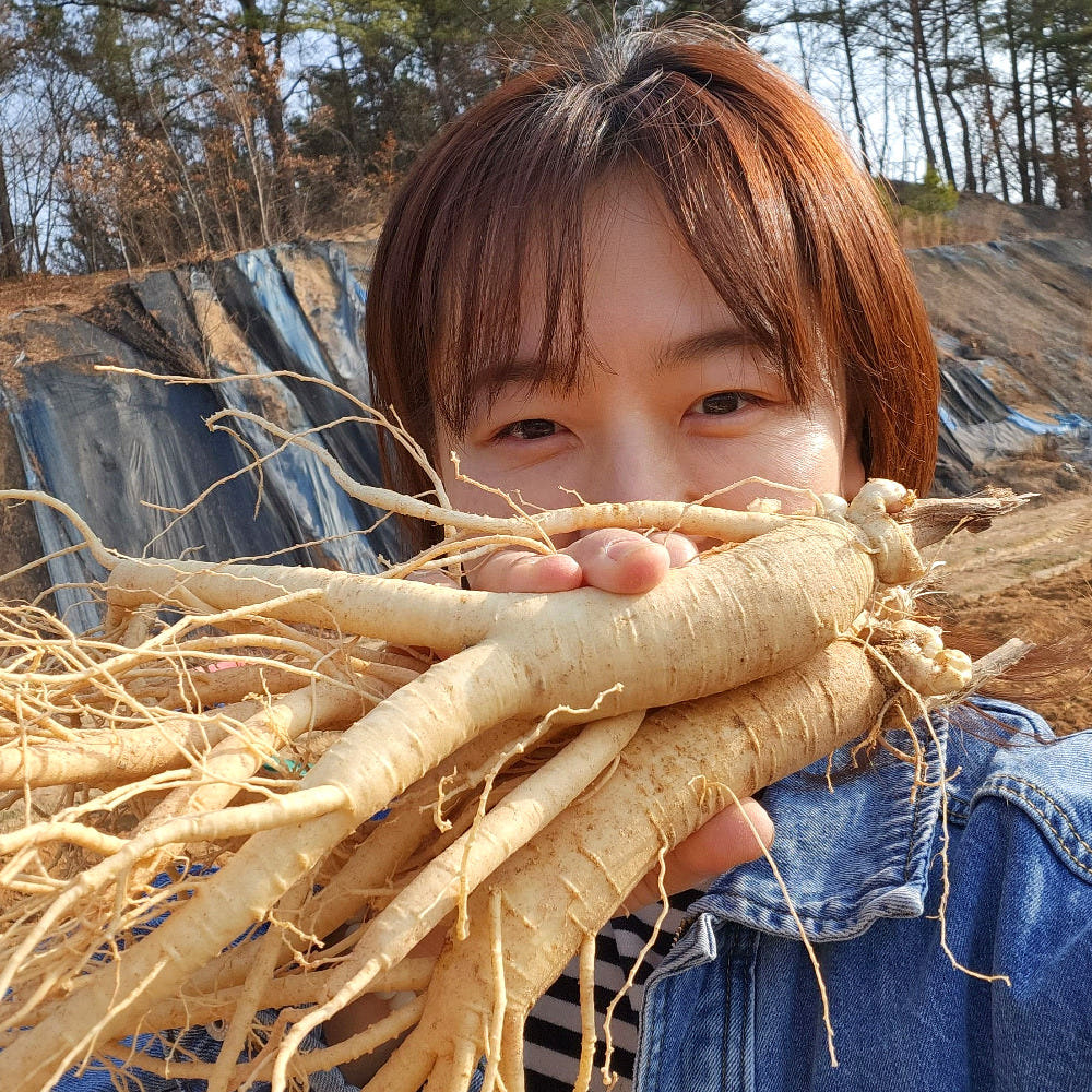 인삼 수삼 금산인삼 세척 원수삼 믹서 한채 가격 비교 금산수삼시장 인삼 수삼 금산인삼 세척 원수삼 믹서 한채