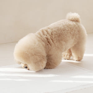 텍미홈 천연펄프 프리미엄 강아지 배변패드 표준형 (60매x4팩) 솔직 후기 | 실제 사용자 리뷰 총정리 - 상품 이미지 4