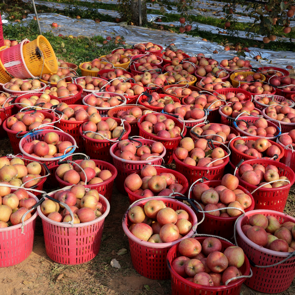 사과 청송 문경 부사 못난이 세척 햇 꿀사과 5kg 10kg