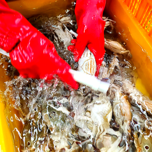 삼점 암꽃게장 간장게장 2kg 대용량 1통 한통 알베기 가득 알꽉찬 꽃게 삼점게 - 상세 이미지 4
