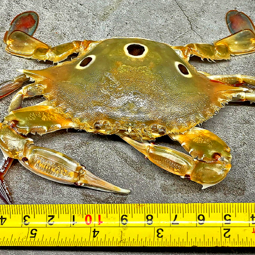 삼점 암꽃게장 간장게장 2kg 대용량 1통 한통 알베기 가득 알꽉찬 꽃게 삼점게 - 상세 이미지 2