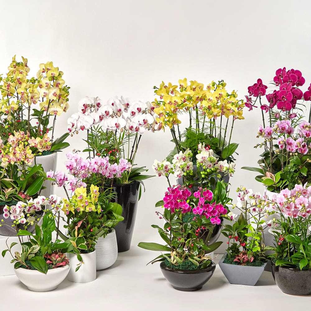 동양란 서양란 영전 승진 취임 개업화분 호접란 만천홍 축하난 고급 식물선물 공기정화