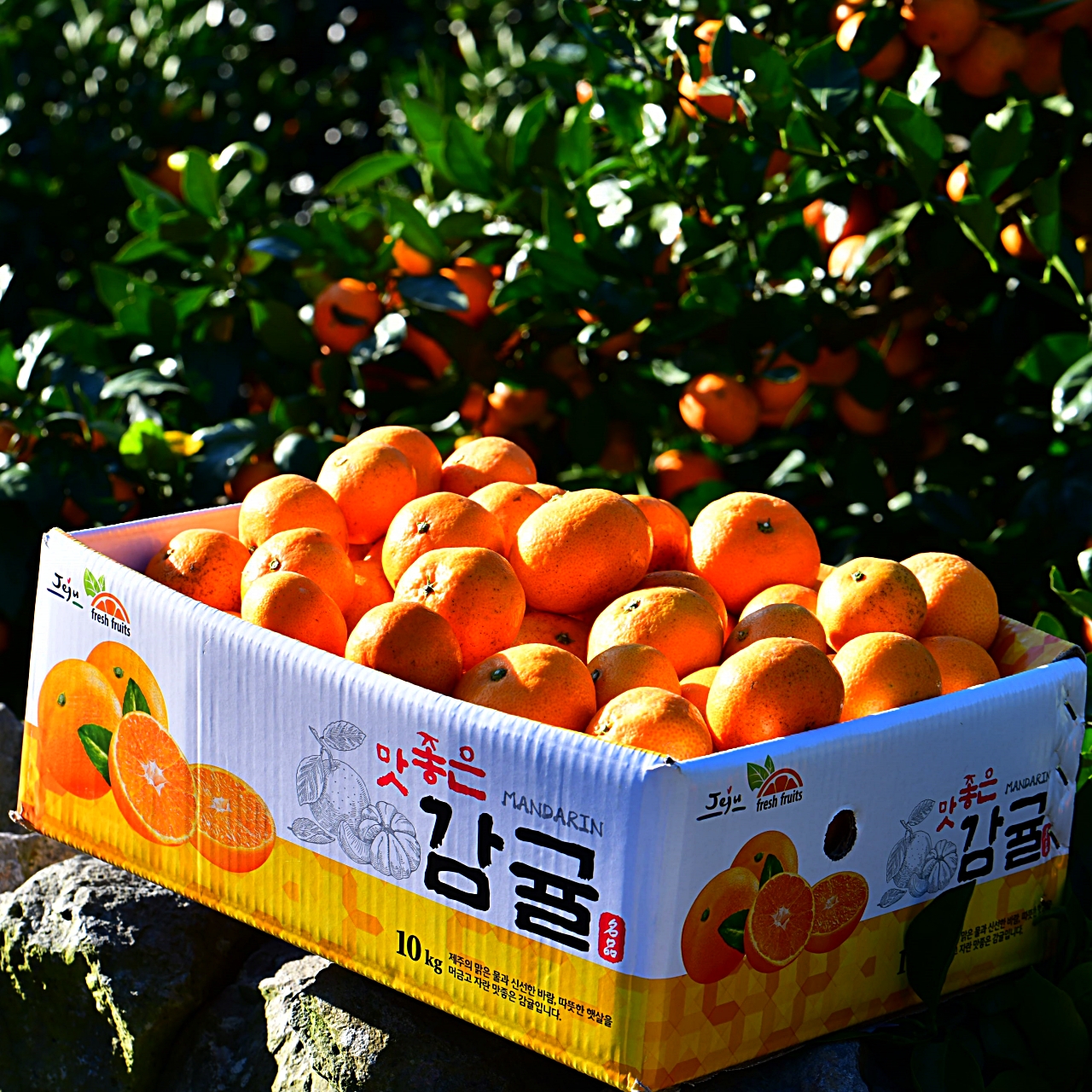 제주 꼬마귤 산지직송 고당도 노지 감귤 5kg 10kg - 상품 이미지
