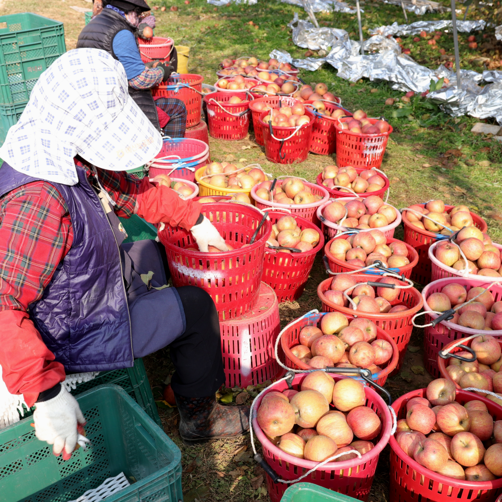 사과 청송 문경 부사 못난이 세척 햇 꿀사과 5kg 10kg