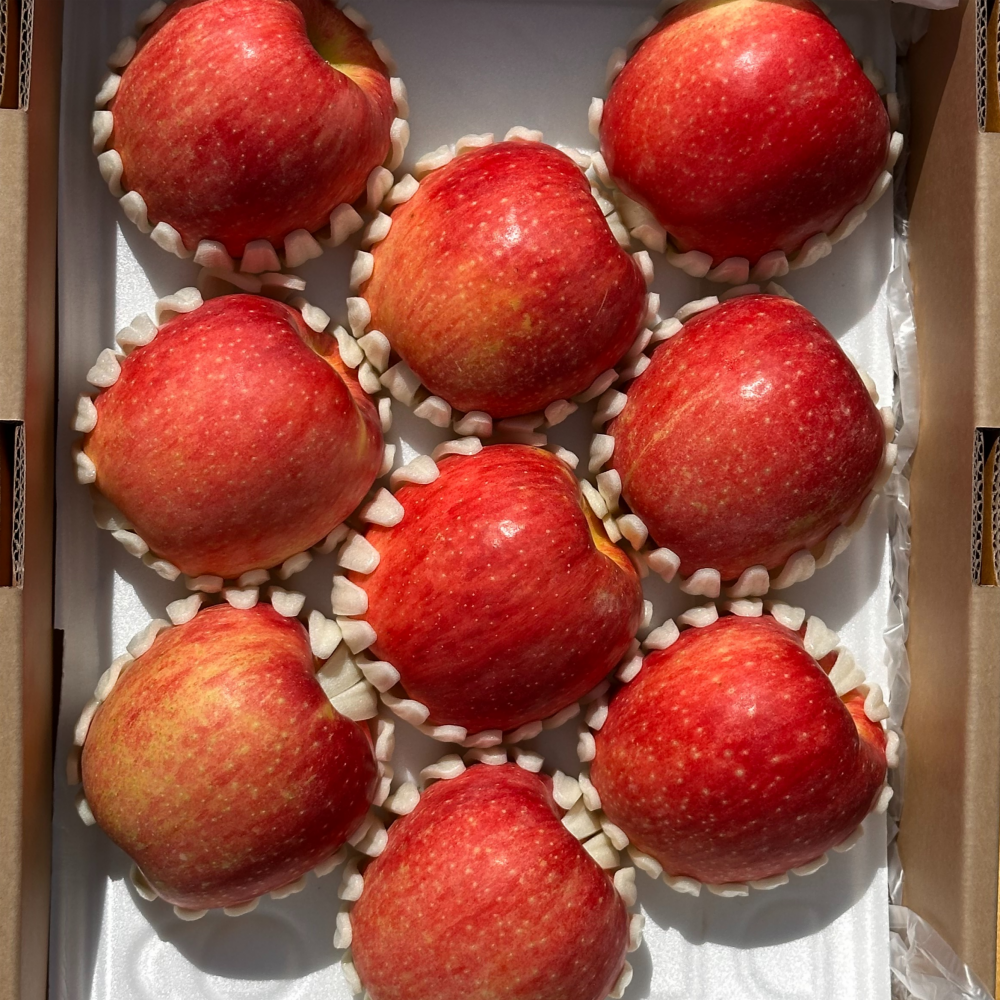 사과 청송 문경 부사 못난이 세척 햇 꿀사과 5kg 10kg