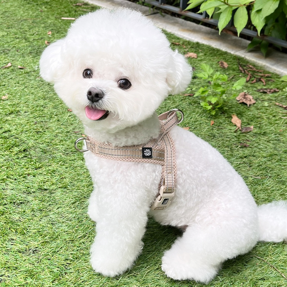 강아지 하네스 앞섬방지 앞고리 가슴줄 XXS 소형견