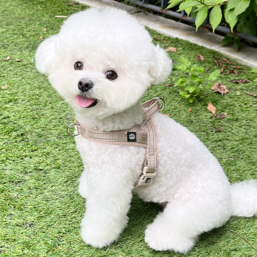 강아지 하네스 앞섬방지 앞고리 가슴줄 XXS 소형견 사진 4