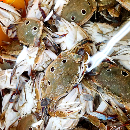 삼점 암꽃게장 간장게장 2kg 대용량 1통 한통 알베기 가득 알꽉찬 꽃게 삼점게 - 상세 이미지 3