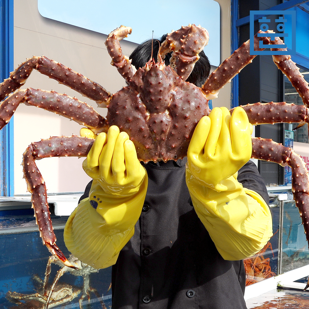 러시아 A급 활 레드 킹크랩 (2kg~3kg) - 상품 이미지