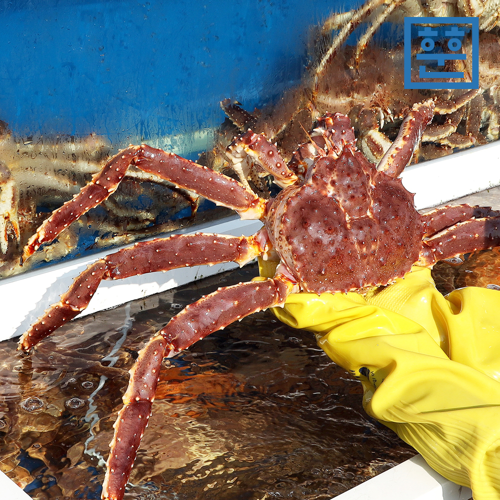 러시아 A급 활 레드 킹크랩 (2kg~3kg) - 상세 이미지 2