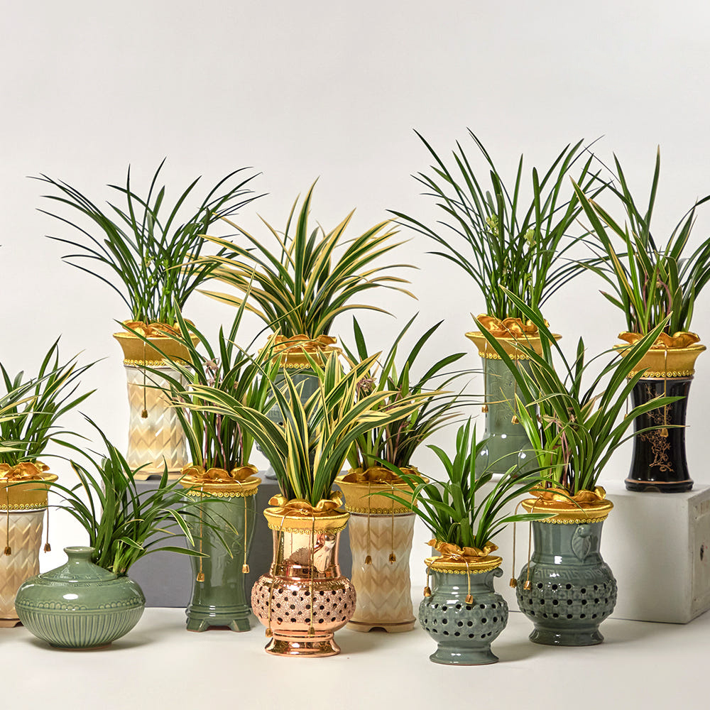 동양란 서양란 영전 승진 취임 개업화분 호접란 만천홍 축하난 고급 식물선물 공기정화