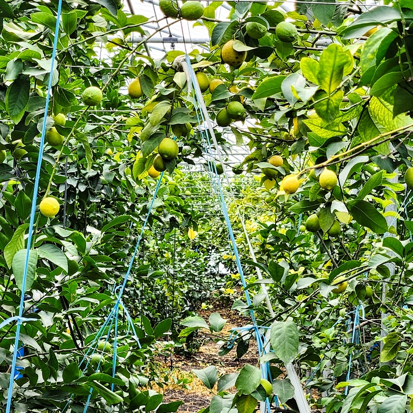 당일수확 국내산 제주도 무농약 청레몬 10kg, 1개 - 상세 이미지 2