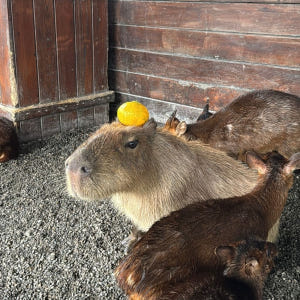 대만 이란 카발란 증류소 투어 & 자오시 온천 택시투어 솔직 후기 | 실사용자 리뷰 분석 - 상품 이미지 3