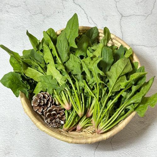 남해 보물초 시금치 1.5kg - 상세 이미지 3