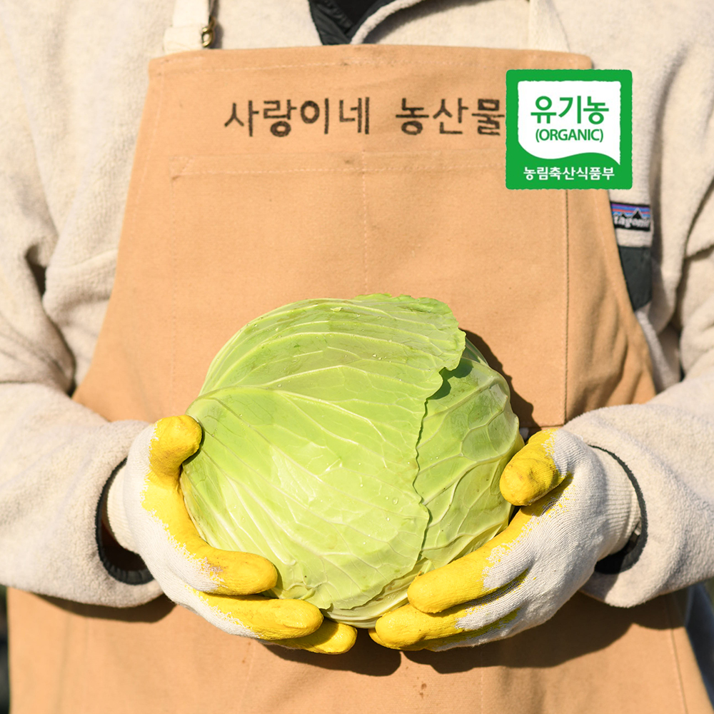 제주 유기농 양배추 원물 친환경 무농약 무비료 햇수확-3kg 6kg - 상세 이미지 5