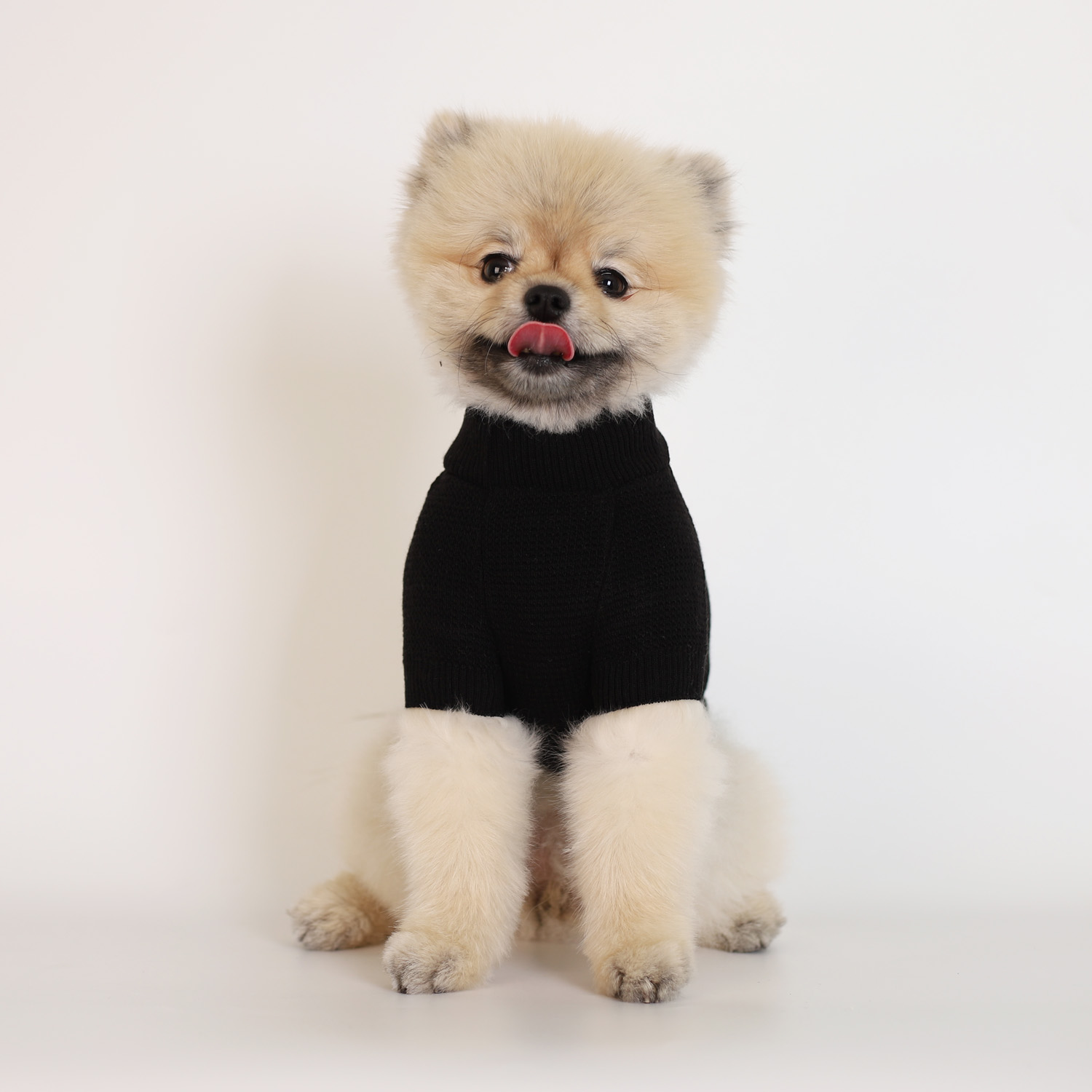 강아지 울니트 몽루 허니컴