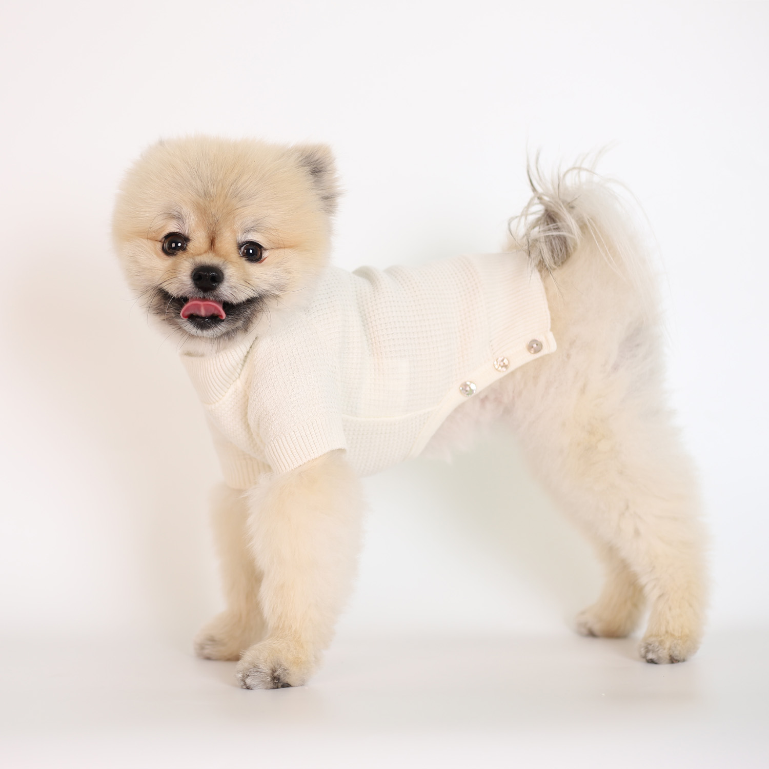 강아지 울니트 몽루 허니컴