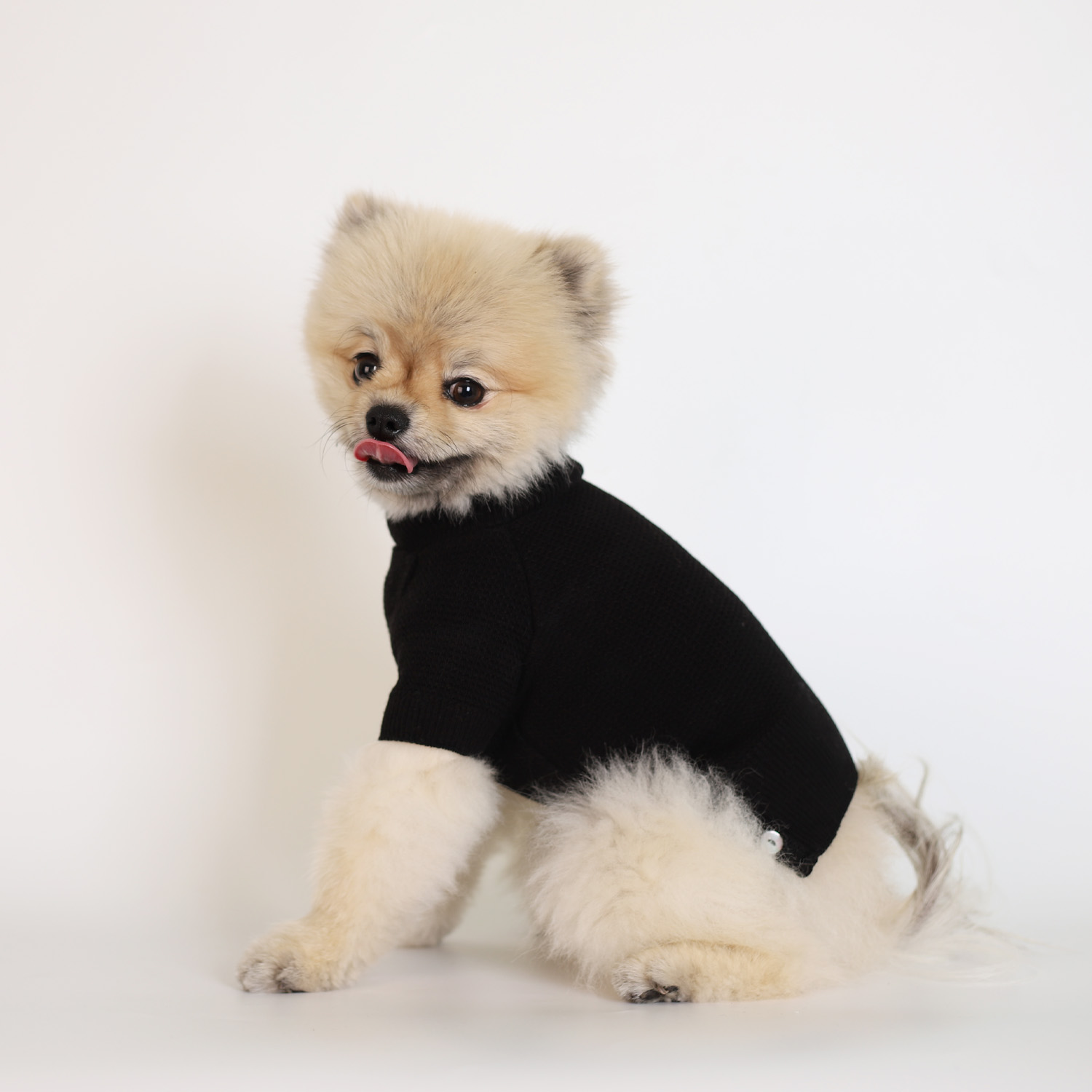 강아지 울니트 몽루 허니컴