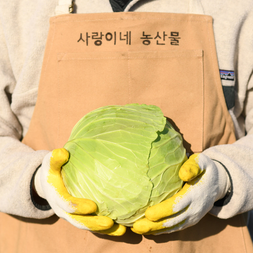 제주 3대째 유기농 농장 양배추 브로콜리 친환경 무농약 제주오가닉-3kg 6kg - 상세 이미지 3