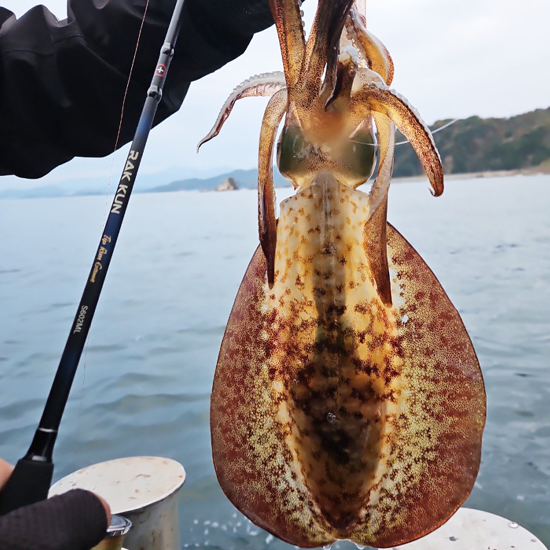 마리수 팁런대 무늬오징어로드 에깅낚시대 팁런로드 락쿤 602ml - 상세 이미지 3