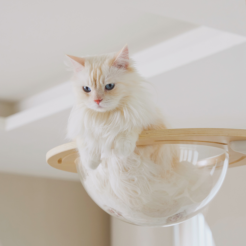 내핑하우스 캣폴 풀세트 뚱냥이 아이언 봉 튼튼 원목 캣타워 고양이 먼치킨 높이 조절가능