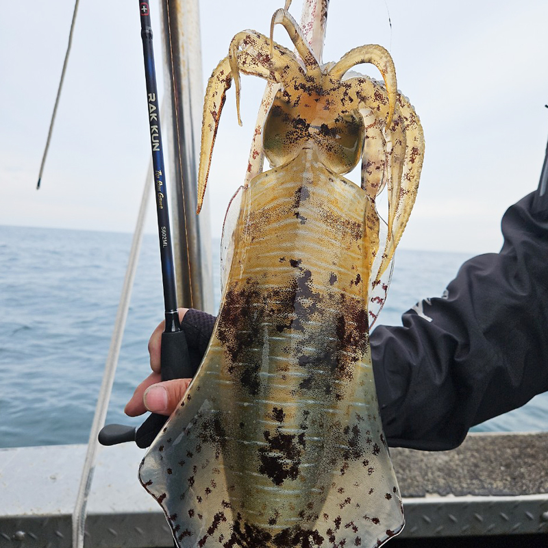 마리수 팁런대 무늬오징어로드 에깅낚시대 팁런로드 락쿤 652m 상품 이미지