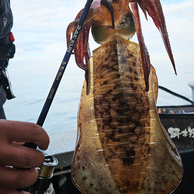 마리수 팁런대 무늬오징어로드 에깅낚시대 팁런로드 락쿤 602ml - 상세 이미지 5
