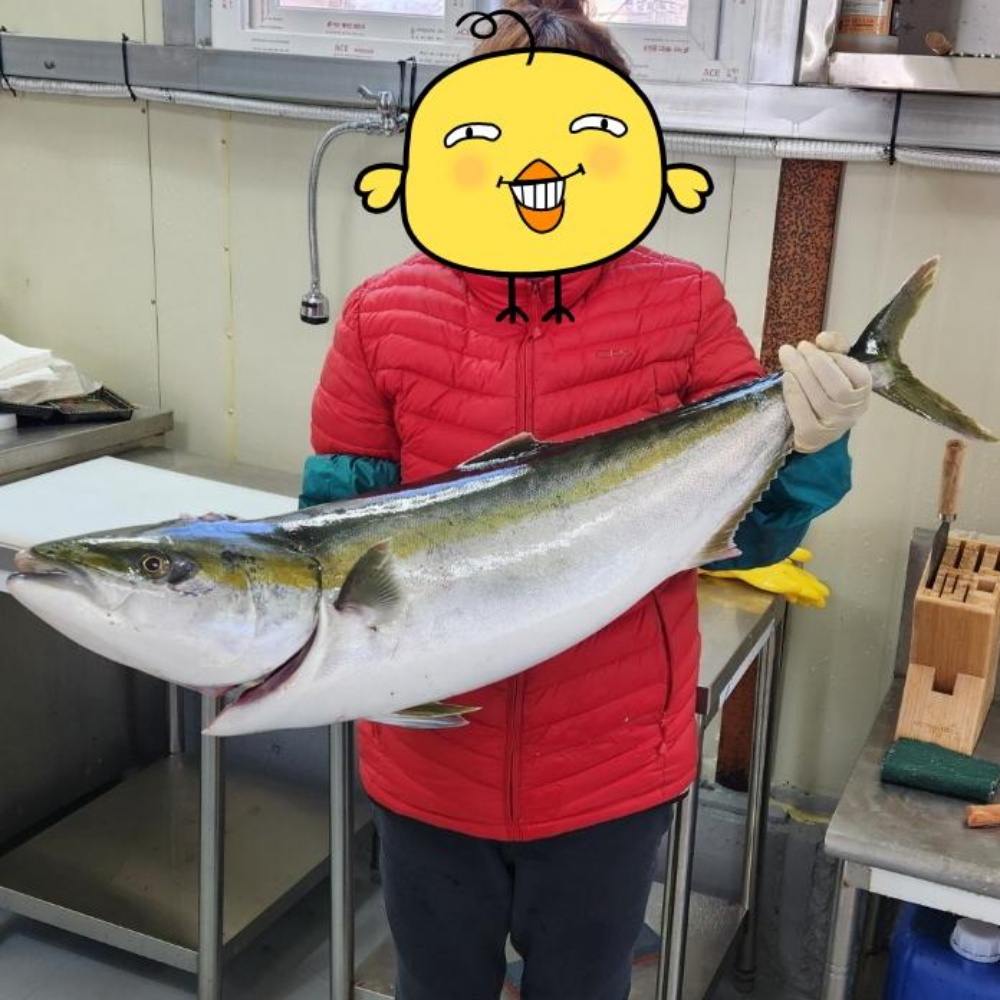 겨울철회 대방어필렛 방어필렛 회필렛 택배 배송 500g 회제철 연말파티음식 - 상세 이미지 4