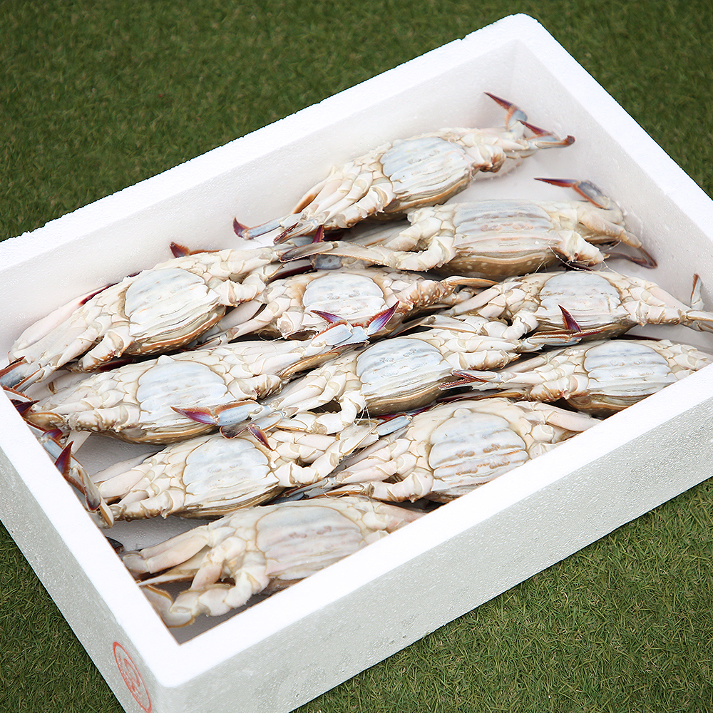 국내산 암꽃게 3kg 제철 겨울 알배기 급랭 꽃게 - 상세 이미지 4
