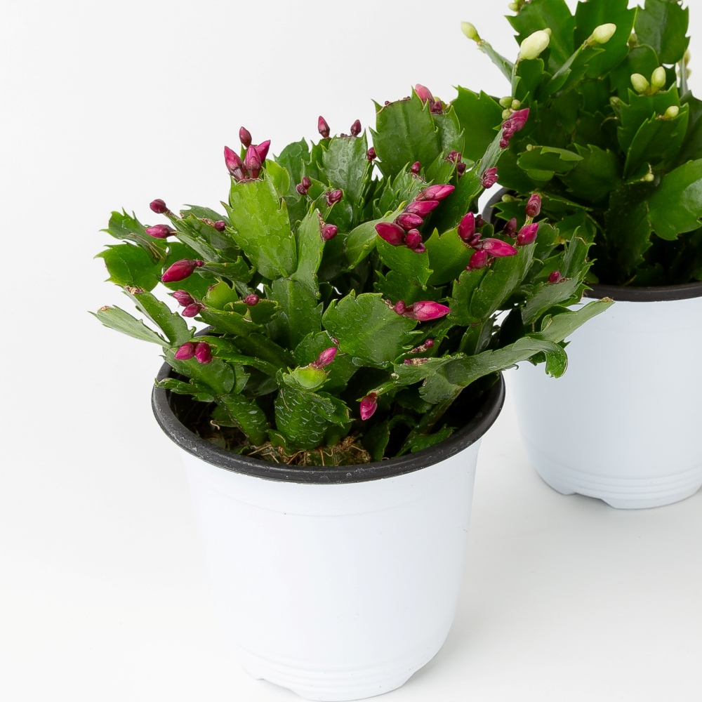 게발선인장 다육이 화분 선인장 키우기 꽃 중소형 레드 - 상품 이미지