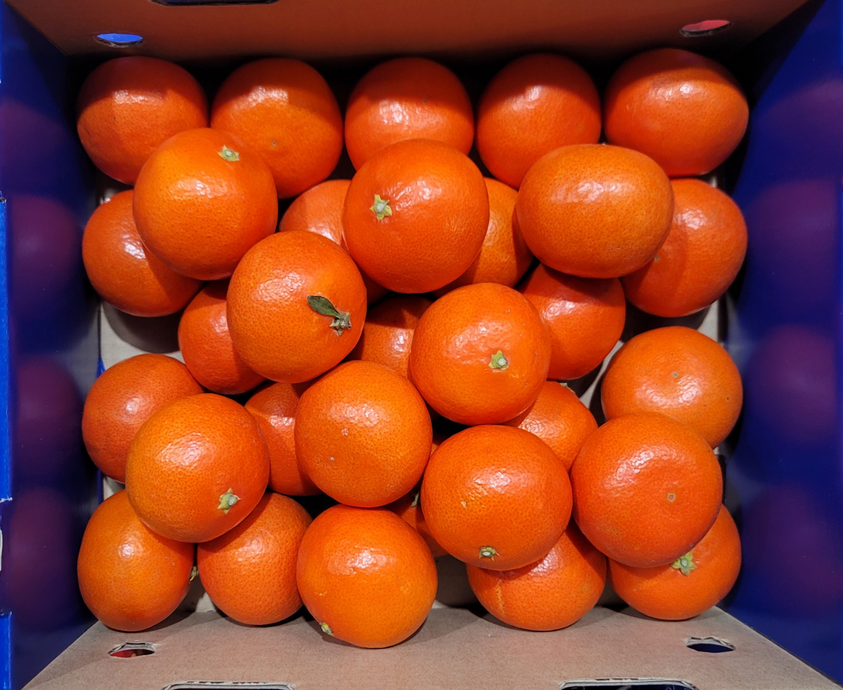 제주 홍미향 동백향 빨간 귤 13Brix, 4.5kg, 1개 - 상세 이미지 2