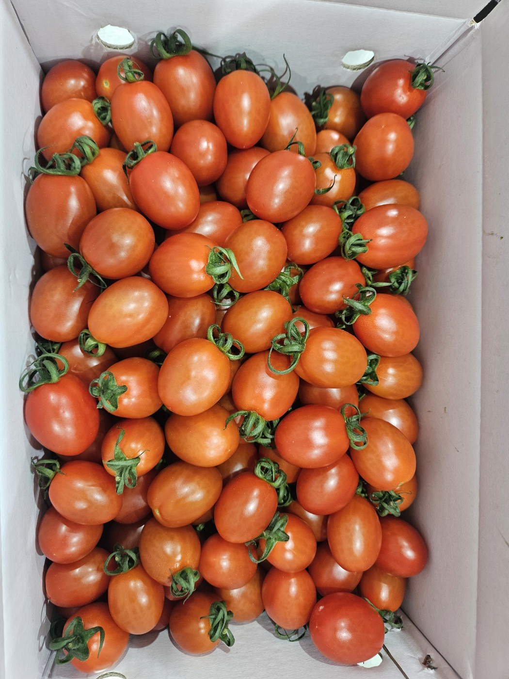 대추 방울 토마토 5kg 로얄과 중대과 소과