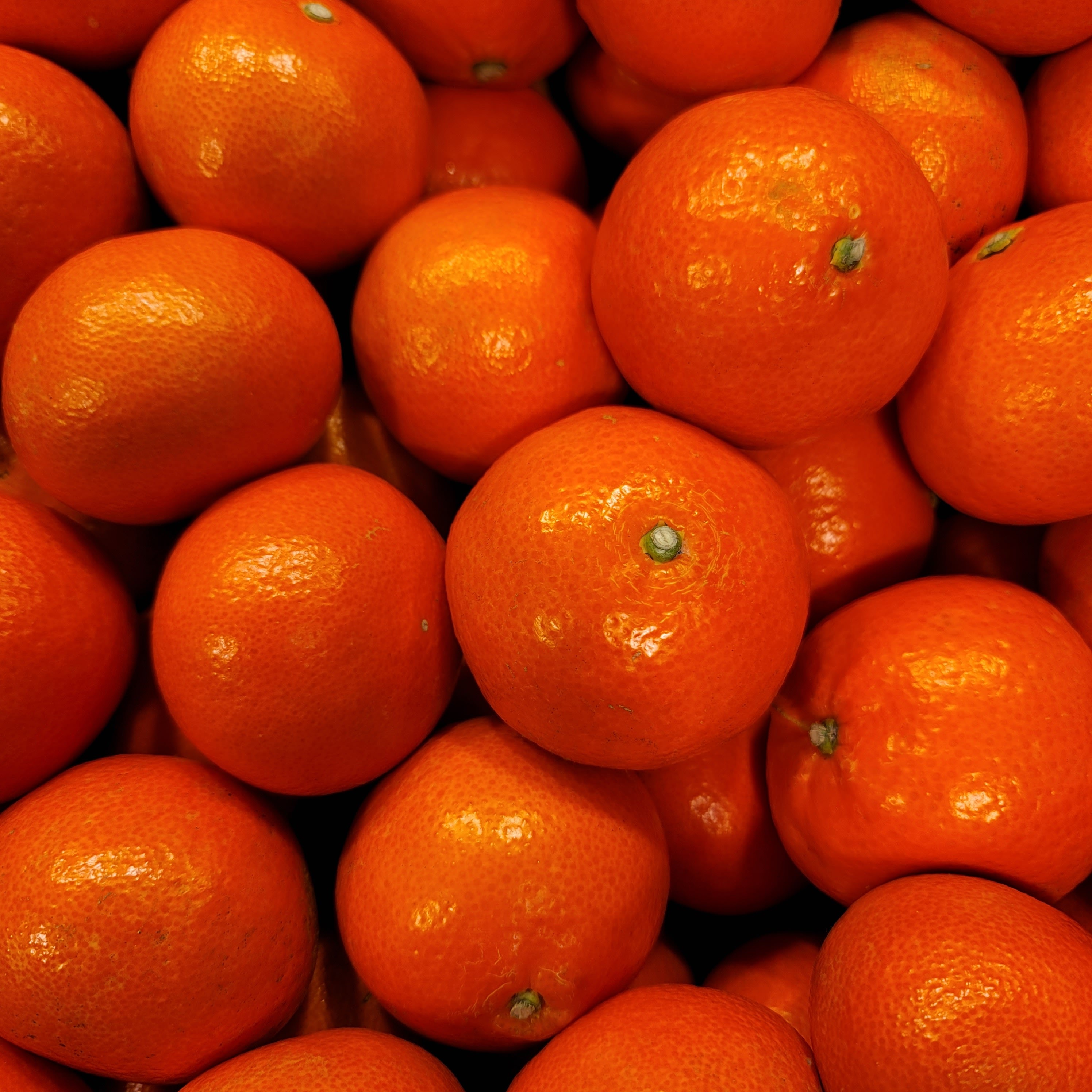 제주 홍미향 동백향 빨간 귤 13Brix, 2.5kg, 1개 이미지 7