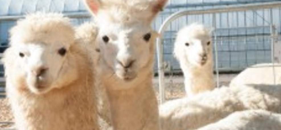 일본 북해도 삿포로 1일 버스투어 비에이&후라노투어 (한국인 가이드)