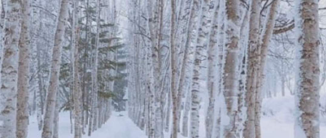 일본 북해도 삿포로 1일 버스투어 비에이&후라노투어 (한국인 가이드)
