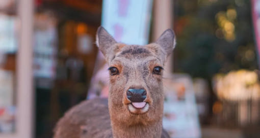 나라 사슴공원과 동대사