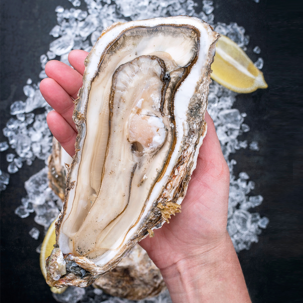 당일채취 선별 명품 통영 삼배체굴 왕굴 벚굴 바위굴 2kg