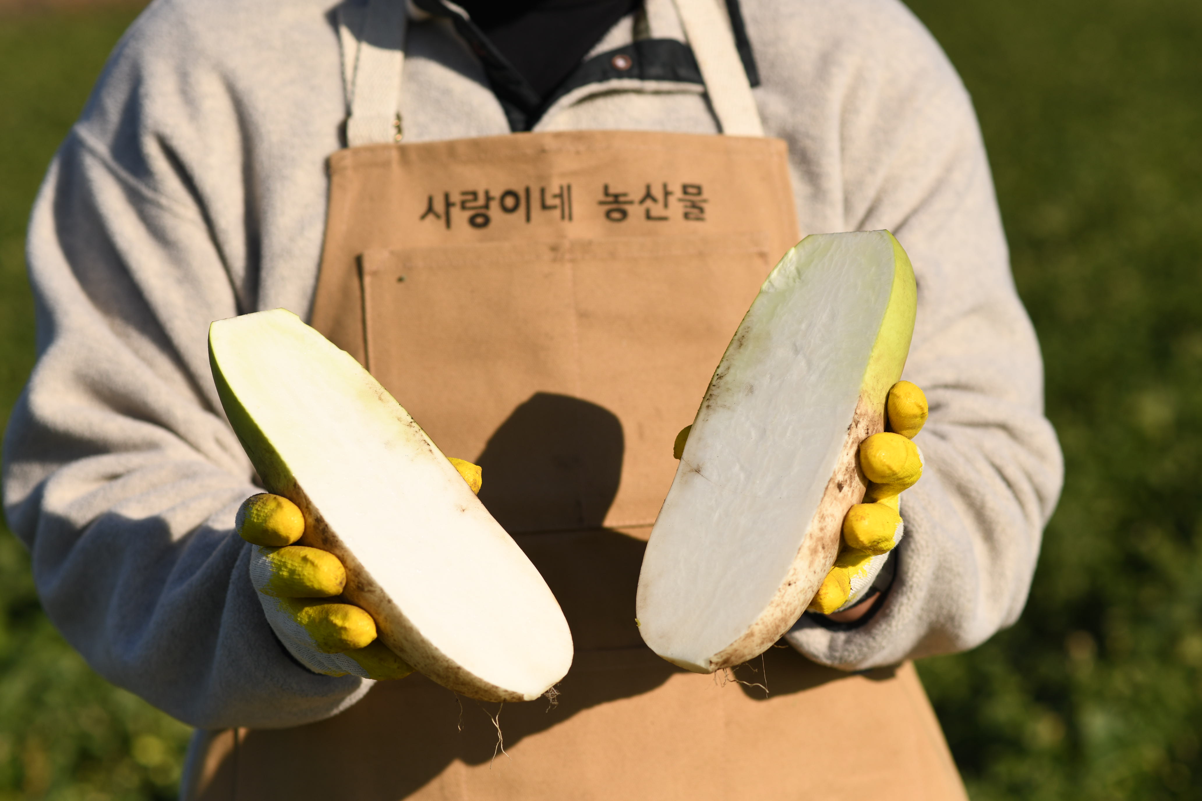 제주 서귀포 햇 흙 월동무 비세척 원물 김장 동치미 열무-7kg 15kg - 상세 이미지 3