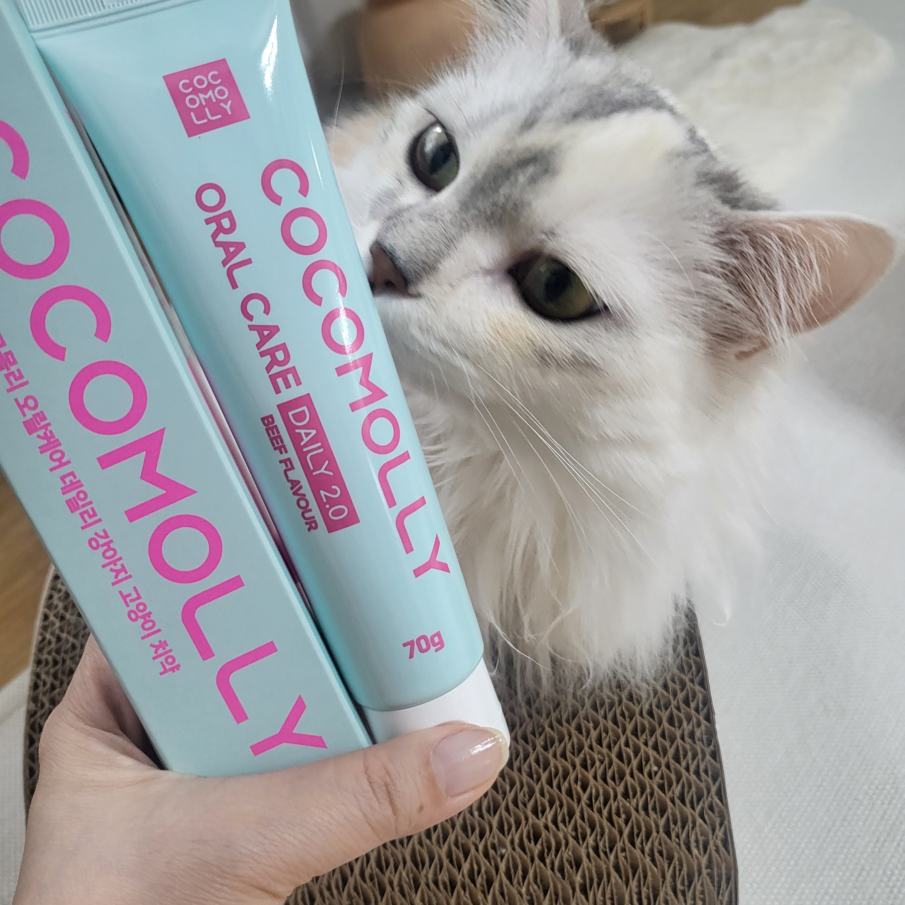 [3개]코코몰리 강아지 고양이 오랄케어 구내염 치주염 치석 입냄새 제거 치약 70g 이미지 6